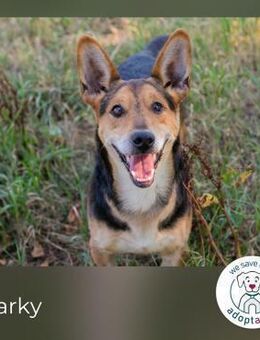 Sparky: sucht ein Zuhause - Kirchzell