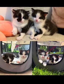Katzenfamilie sucht ab sofort ein Zuhause - Schwindegg
