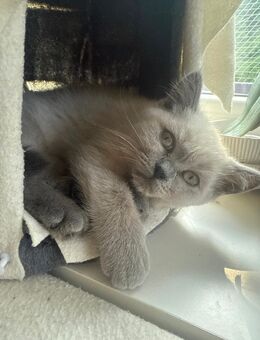 einrassige British & Birma Kitten – 3 Monate alt – 400 - Hamburg Bergedorf