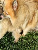 Zwergspitz Pomeranian in 38228