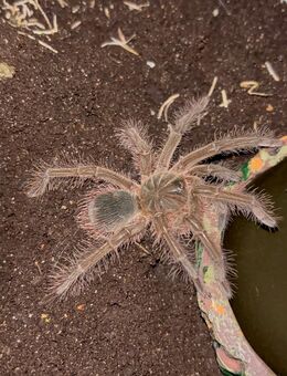 Theraphosa blondi 0.1.0 (weiblich) - Moringen