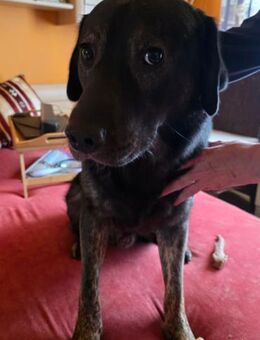 Notfellchen SHADOW🩵in 69198 Schriesheim - Hamburg