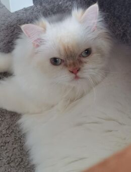 Ragdoll Katze Lucy – zum Verkauf 🐾 - Magdeburg