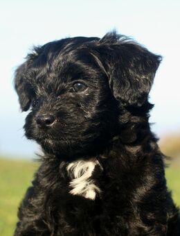 Cavapoo-Welpen Pudel x Cavalier Doodel mit Gesundheitszeugnis (Cockapoo, Cockerpoo, Maltipoo) - Weeze