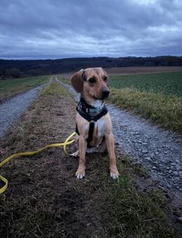 Leia Schmusemaus sucht zu ihr Hause - Großefehn