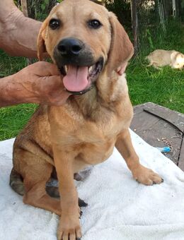 Rhodesian Ridgeback Mix Welpen abzugeben - Schkeuditz Zentrum