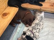 Goldendoodle Dalmatiner Welpen - Wittingen