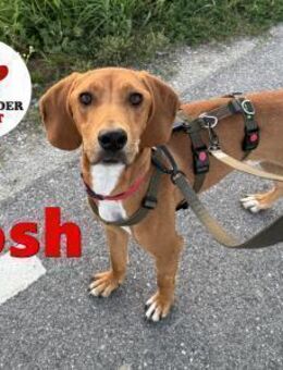 lieber Mischling Josh sucht ein Zuhause - Margetshöchheim