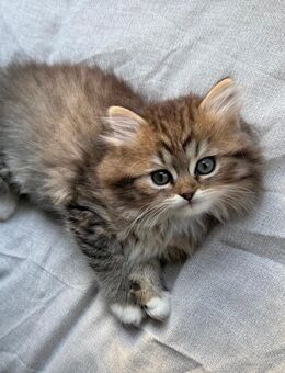 Geschwisterpärchen auf der Suche nach einem liebevollen Zuhause - Bergkamen