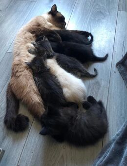 Kitten Siam Mix - Saarbrücken