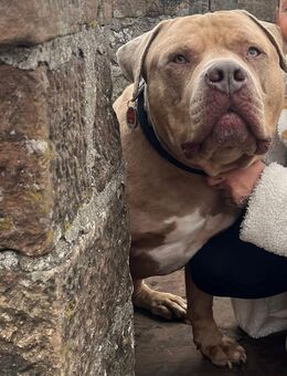 American bully xl Sucht ENDPLATZ - Staufenberg (Hessen)