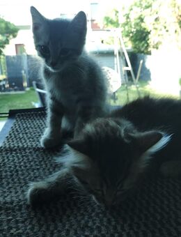Katzenmama und 2Kitten Abzugeben - Sankt Augustin Zentrum