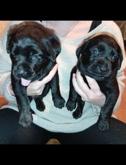 Labrador Mix Welpen zwei Hündinnen - Datteln