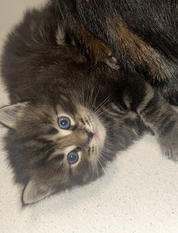 Maine coon kitten - Schwalmstadt Zentrum