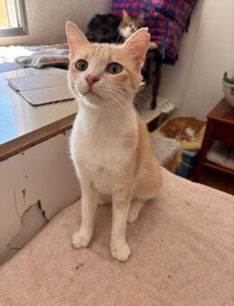 Tima - der tapfere Kämpfer - Kirchheim (München)