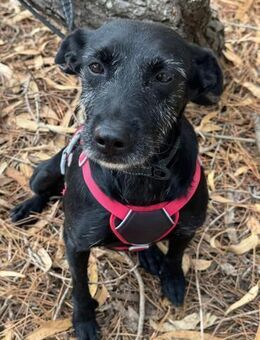 COOKIE sucht ein liebevolles Dahe - Sulzfeld (Baden-Württemberg)