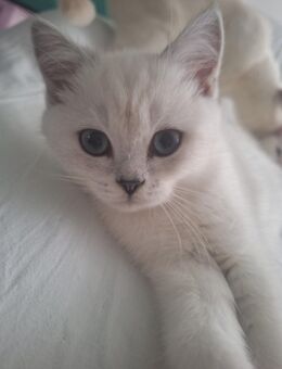 Bkh Kätzchen babykatzen Kittys - Nürnberg