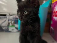 BKH Kitten Mix - Bönen