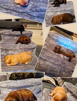 Shih poo Welpen suchen auf Lebenszeit ihr Zuhause - Glandorf