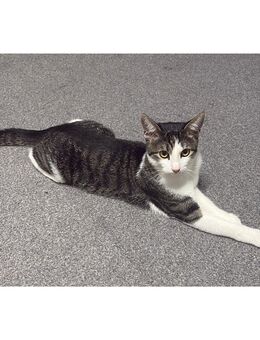 Liebevolle Katze - Augsburg