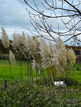 Offenstall/Stalltrakt zur Pacht gesucht!!!!!!!! - Witten