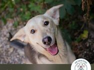 Chip 269913: Hundekind sucht ein Zuhause - Kirchzell