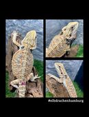 No.2 Citrus Red Blue Bartagamen female (pogona vitticeps) NZ 4/2025 in 22175