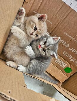 Katzenkitten BKH suchen neues Zuhause - Schwerin