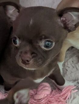 Monti unser Schoko chihuahua darf besucht werden - Dinslaken
