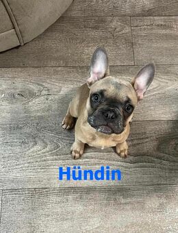 Französische Bulldoggen-Hündin sucht ein liebevolles Zuhause 🐶❤️ - Berlin Mitte