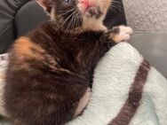 Kitten - Morsbach