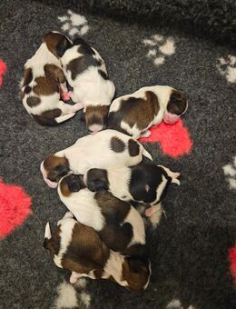 Shih tzu welpen - Güstrow