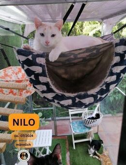 NILO, m., kastr., EHK, weiß - Sipplingen