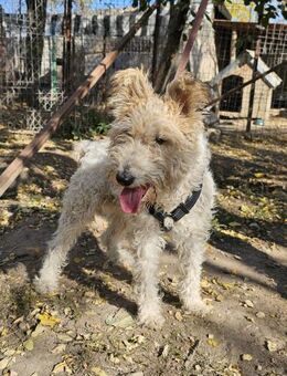 Cory, Foxterrier-Mix, sucht ein Zuhause - Leonberg (Baden-Württemberg)