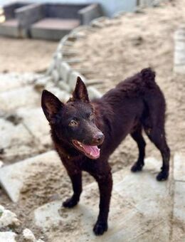 Frodó, lustiges Kämpferherz, ca. 6 Monat - Vaterstetten