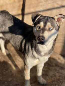 NIKAN sucht aktives, liebevolles Zuhause - Neuberg