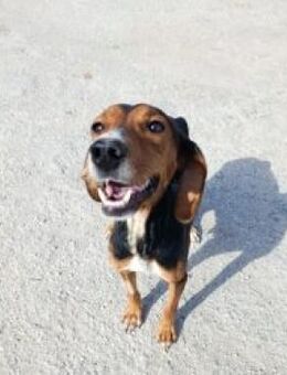 Ramone - tapfere Hundemama - Mettmann