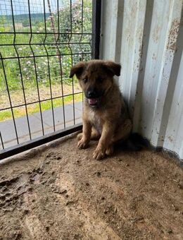 ❤️Welpenmädchen Frieda sucht dich ❤️ - Eislingen (Fils)
