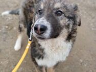 ❤️Abenteuerlustiger Welpe Thistle🐾 - Eislingen (Fils)