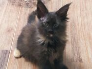 Wunderschöne reinrassige Mainecoon Kitten - Bayreuth