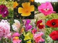 Ostern Geschenke Muttertagsgeschenk Geschenk Muttertag Blumensamen Sets Blumen flower seeds garden flower present Ostern Vatertag - Pfedelbach