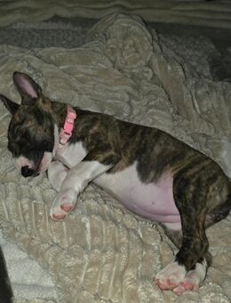 Süsse welpen aus einmaligem Wurf - Baesweiler