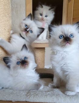 Zauberhafte Ragdoll-Kitten in liebevolle Hände abzugeben ? - München Schwanthalerhöhe