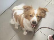 Olly - fröhliches Hundemädchen - Wedel