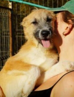 Aufgeschlossener, lieber Junghund Fox - Kallmünz