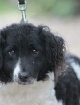 Elli - scheue Hündin braucht Zeit - Lohmar