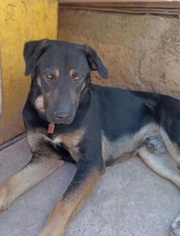 Hans ❤️sucht liebevolles Zuhause - Rott (Inn)
