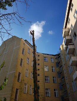 Baumfällung/ Baumpflege/ Gartenpflege - Berlin Steglitz-Zehlendorf