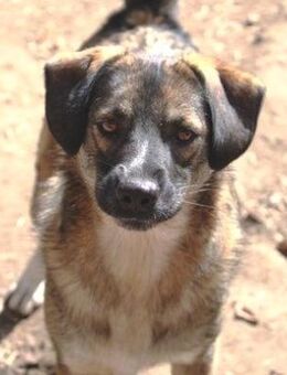 Josh ist ein ganz feiner Hundejunge! - Karben