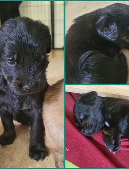 Labradoodle Hovawart-mix Welpen zu verkaufen - Satow